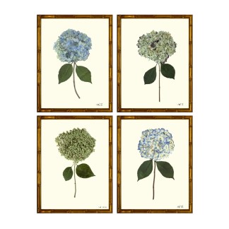 Set of Four Pressed Hydrangea Giclées No. I