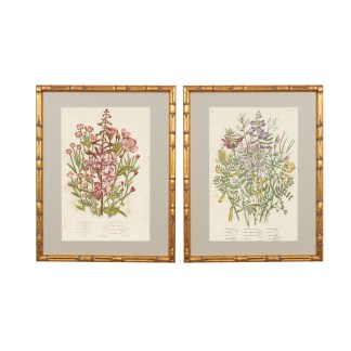Set of Two Gilded Framed Remastered 19th Century British Botanical Illustrations with Fabric Mat - No. 63 and 74