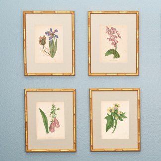 19th Century British Botanical Illustrations in Custom Gilded Frames with fabric mat – Set No. I