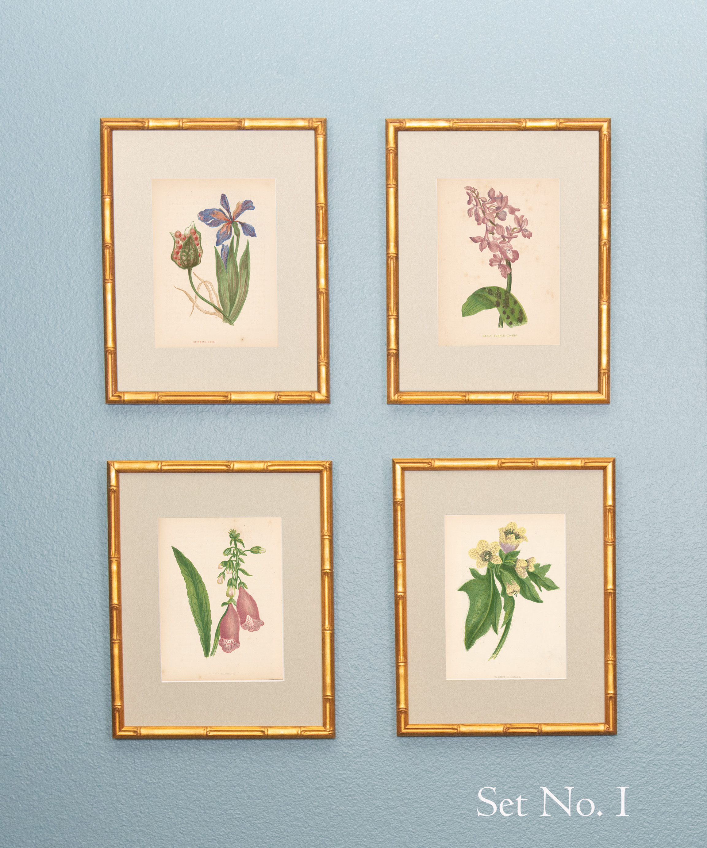 19th Century British Botanical Illustrations in Custom Gilded Frames with fabric mat – Set No. I