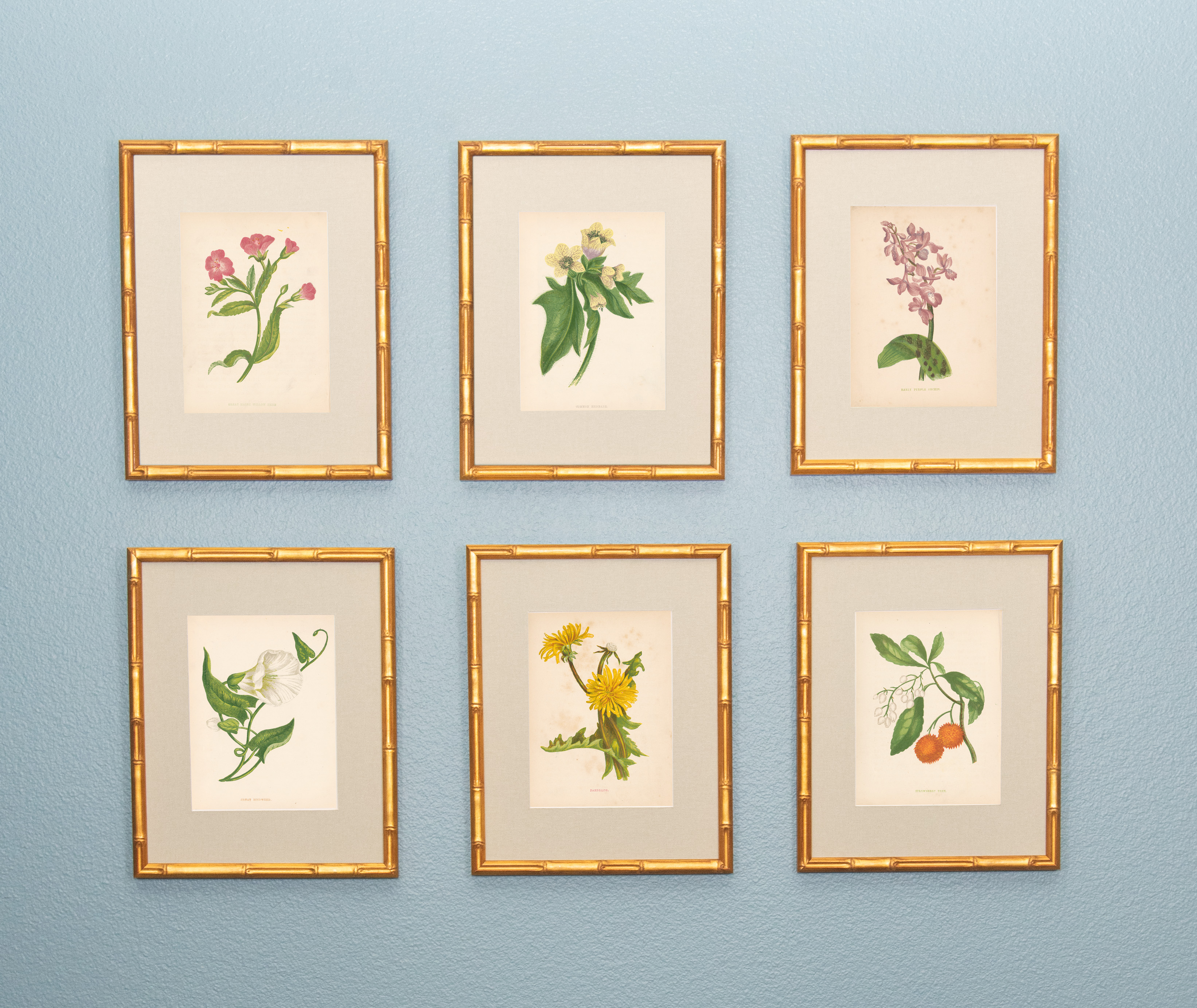 19th Century British Botanical Illustrations in Custom Gilded Frames with fabric mat - Set of Six