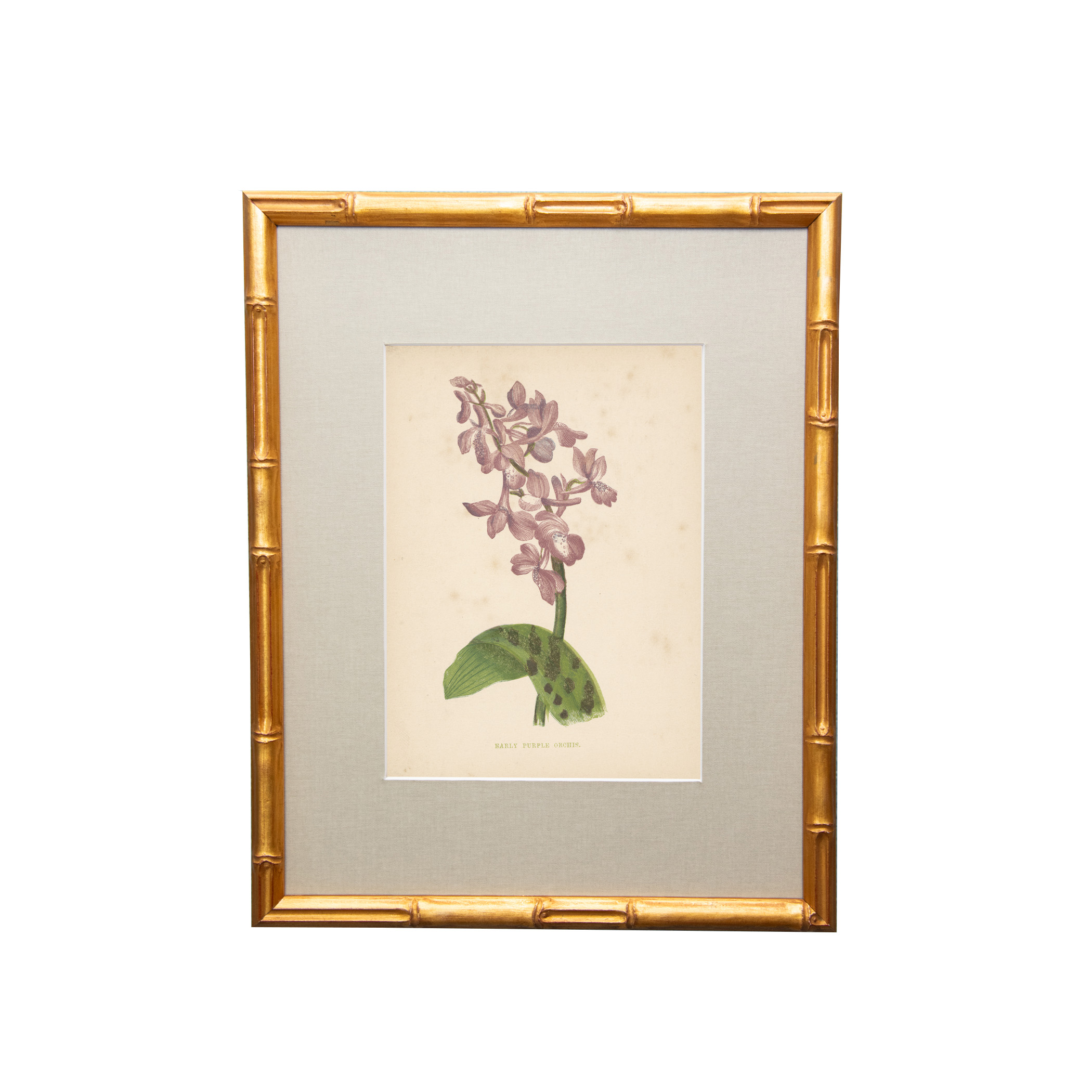 19th Century British Botanical Illustrations in Custom Gilded Frames with fabric mat - Set of Six - Image 5