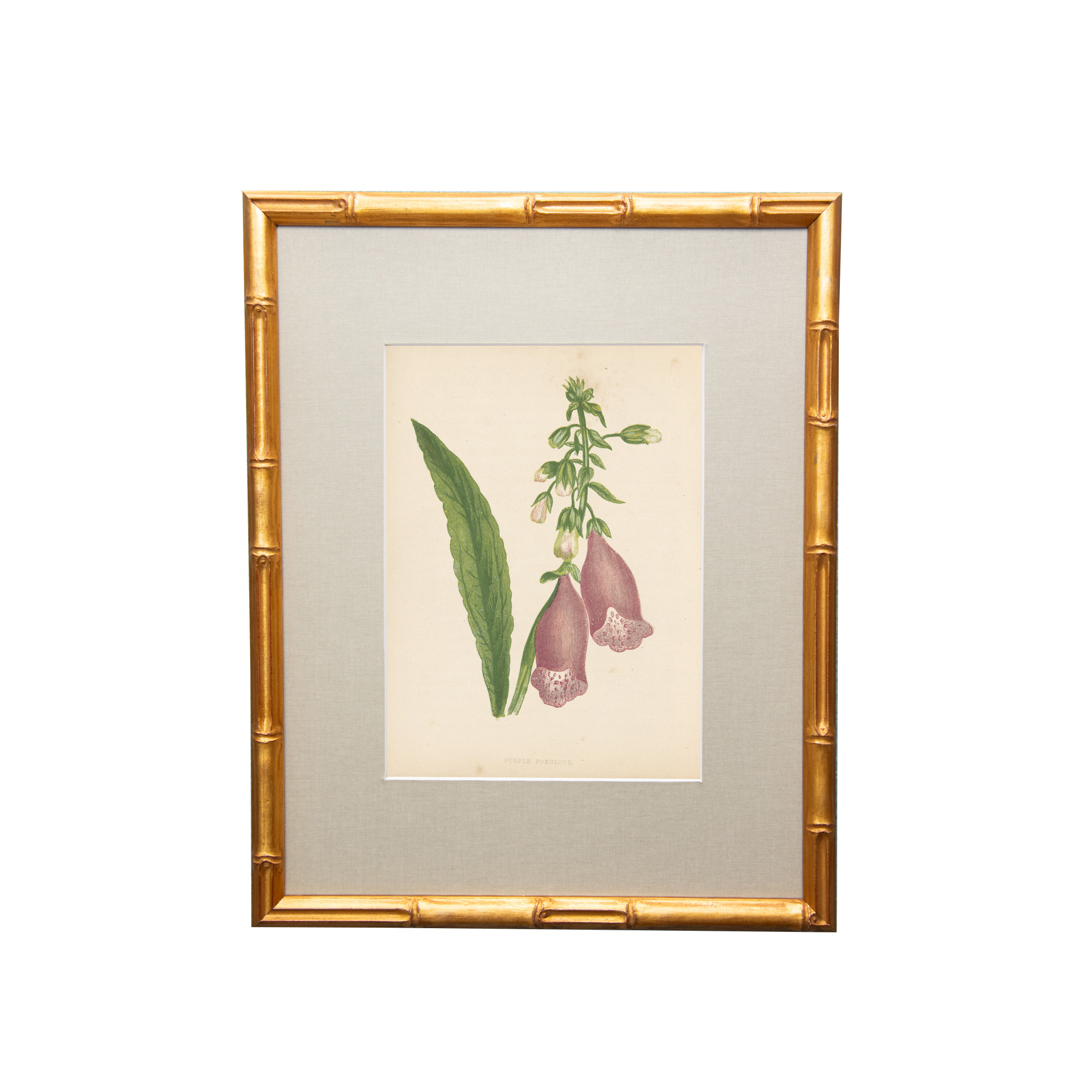 19th Century British Botanical Illustrations in Custom Gilded Frames with fabric mat – Set No. I - Image 6